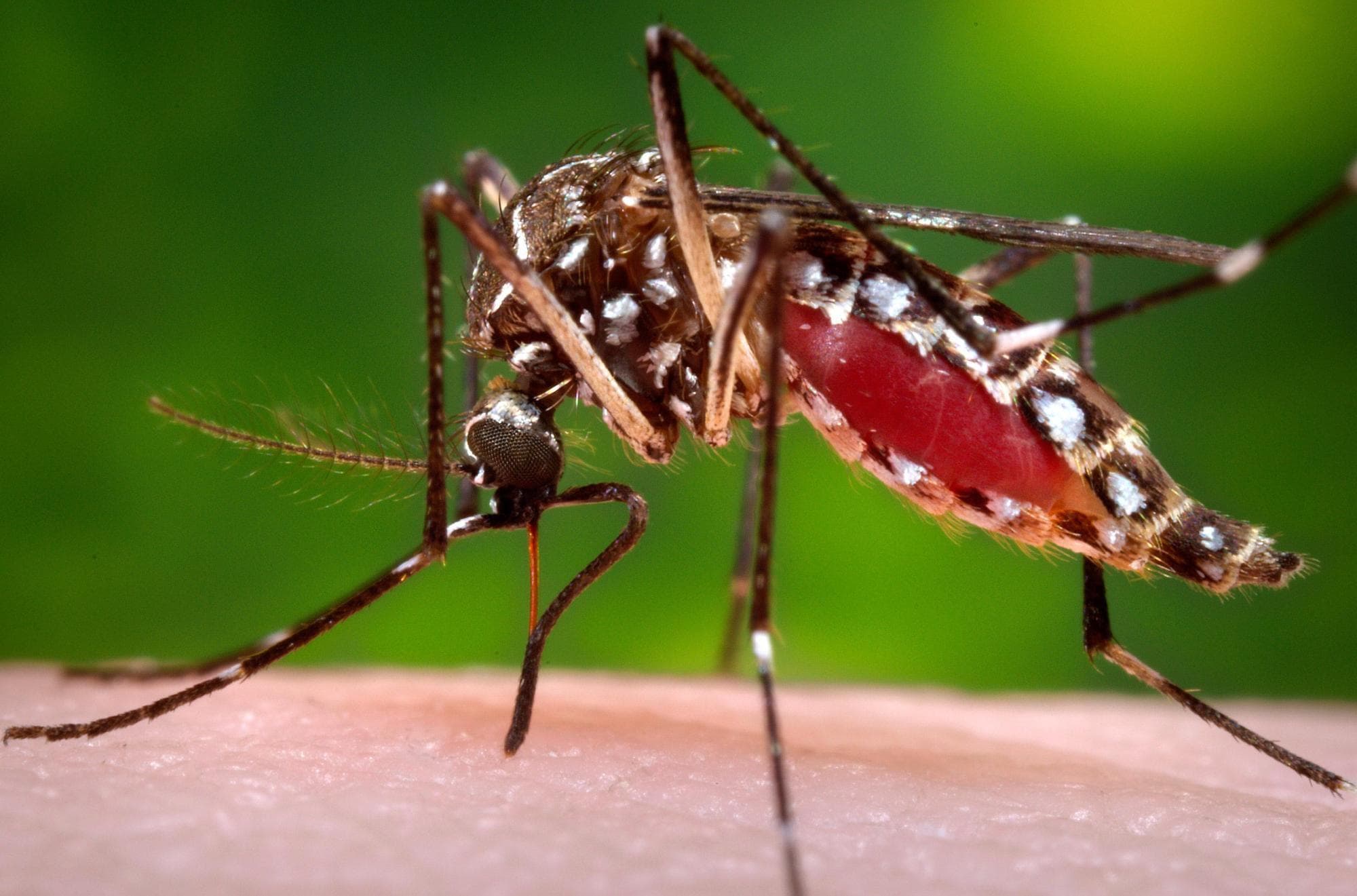 Florida dengue outbreak reaches 485 cases, largest in continental US since the 1940s